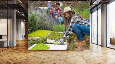 farmers women preparing seedlings in vegetables garden - Farm people lifestyle concept Wall mural