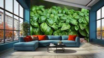 fresh basil, raw aromatic herb Wall mural