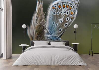 A beautiful butterfly Common Blue Wall mural