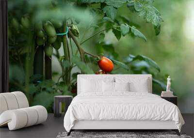 raw tomato on the plant, fresh tomatoes Wall mural