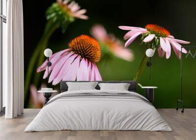 A cluster of vibrant purple coneflowers with spiky orange centers. Wall mural