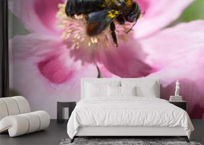 Insects and bees collecting nectar and pollen from pink opium poppy Wall mural