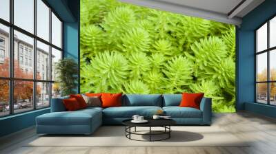 myriophyllum, watermilfoil, freshwater aquatic plants. Wall mural