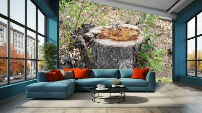 Old tree  stump with cracked wood Wall mural