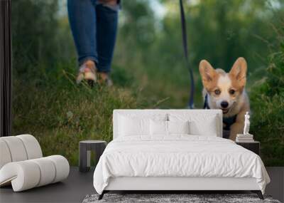 A beautiful Corgi puppy walks with the owner in nature. Wall mural