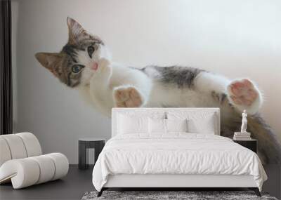 A cute little cat looks down from above, standing with paws on the glass from an unusual angle. washes its paw bites Wall mural