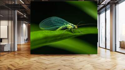 A green lacewing with blue wings sits on a green leaf of grass. Wall mural