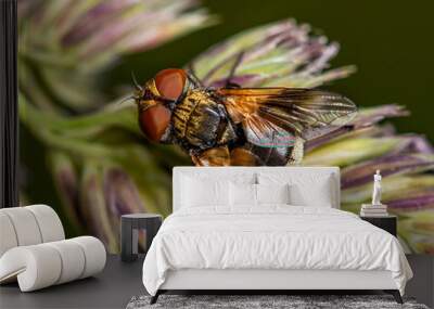 A small black and yellow fly with large brown eyes sits on a spike of meadow grass on a cloudy summer day. Wall mural