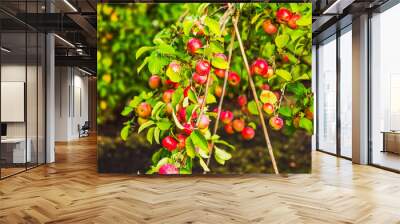 Apple tree branch with ripe red apples in sunny autumn garden. Sweden. Wall mural