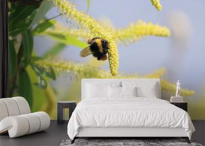 bee on a flower Wall mural