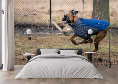 Boxer Dog Running at the Dog Park Wall mural