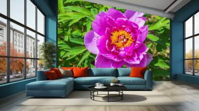 Bright pink peony bloom with yellow center surrounded by green leaves in a garden. Wall mural