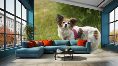 Close up macro view of cute white brown dog on green grass background. Wall mural