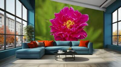 Close up macro view of peony flower ready for blooming on background.  Beautiful nature backgrounds. Wall mural