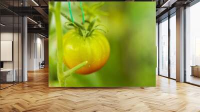 Close up view of half ripe tomato. Organic food concept.  Wall mural