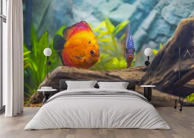 Close up view of red melon discus fish swimming in planted aquarium. Tropical fishes.  Wall mural