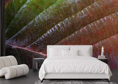 Autumn blackberry leaf Wall mural