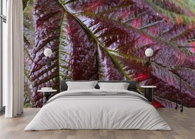 Autumn blackberry leaf Wall mural