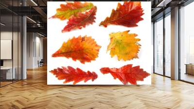 Autumn oak leaves set Wall mural