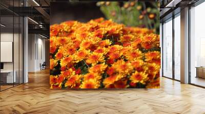 Orange chrysanthemums bvackground Wall mural