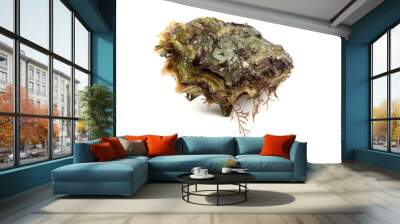 Oyster Wall mural