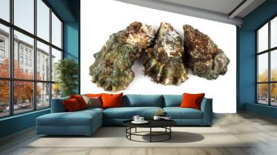 Oysters Wall mural