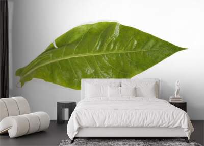 Tobacco leaf isolated on white Wall mural