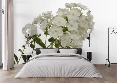 White phlox isolated on white Wall mural