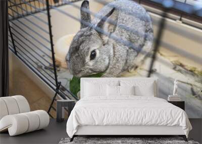 Grey rabbit eat green leaves and sitting in a cage, close-up of rabbit muzzle, natural light, farming. bunny domestic anima, home pet Wall mural