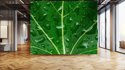 Green leaf texture with drops of transparent rain water close up Wall mural