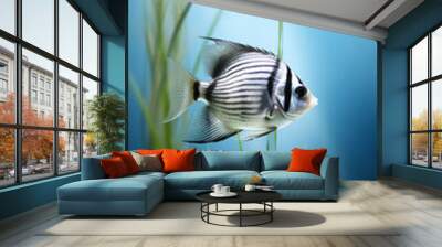 indopacific angelfish swimming in the tank, in the style of minimalistic lines Wall mural