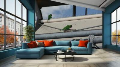 Green wild parrots sitting on top of anti-bird measures in Sydney, Australia Wall mural