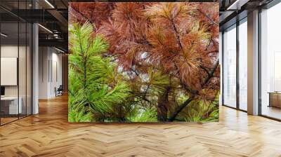 Natural background. Image of autumn contrast, green and red pine needles Wall mural