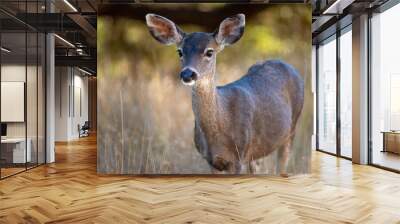 Wild Deer - Angel Island, California Wall mural