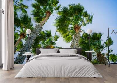 Palm tree against blue sky, tropical beach background Wall mural