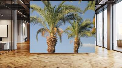 palm trees against blue sky Wall mural