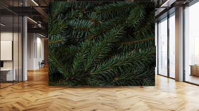 Spruce branches. Can be use how background Wall mural