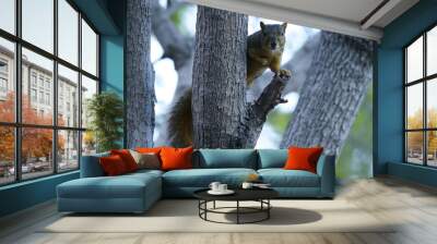 Squirrel in tree Wall mural