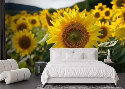 Sunflowers sunny field, golden petals basking in warm light. AI generated Wall mural