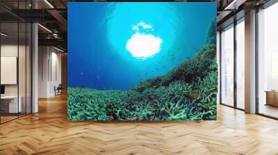 Coral garden seascape and underwater world. Colorful tropical coral reefs. Life coral reef. Panglao, Bohol, Philippines. Wall mural