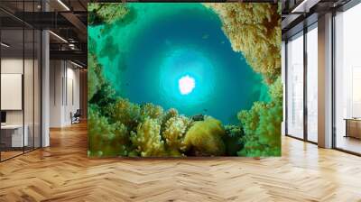 Coral garden seascape. Colourful tropical coral. Philippines. Wall mural