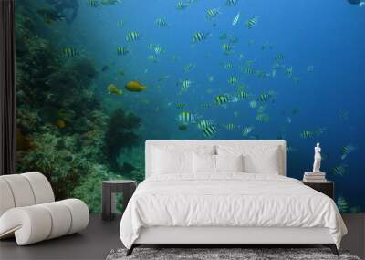 tropical fish and coral reef underwater world diving and snorkeling on coral reef. Hard and soft corals underwater landscape Wall mural