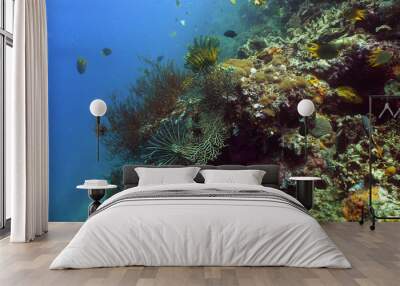 tropical fish and coral reef underwater world diving and snorkeling on coral reef. Hard and soft corals underwater landscape Wall mural