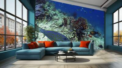 tropical fish and coral reef underwater world diving and snorkeling on coral reef. Hard and soft corals underwater landscape Wall mural