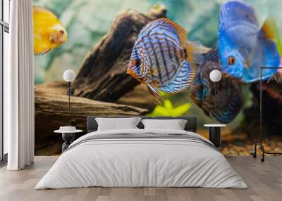 View of discus fish swimming in planted aquarium. Tropical fishes. Beautiful nature backgrounds. Hobby concept. Wall mural