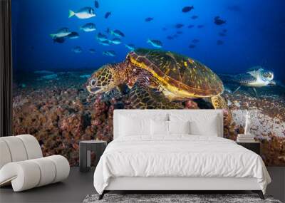 Green sea turtle (Chelonia mydas) swimming in tropical underwaters Wall mural