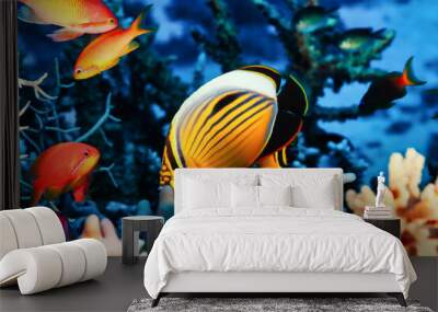 Yellow red fish swimming in blue ocean water tropical under water. Scuba diving adventure in Maldives. Fishes in underwater wild animal world. Observation of wildlife Indian ocean. Copy text space Wall mural