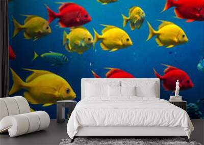 Yellow red fish swimming in blue ocean water tropical under water. Scuba diving adventure in Maldives. Fishes in underwater wild animal world. Observation of wildlife Indian ocean. Copy text space Wall mural