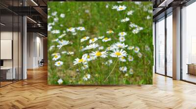  beautiful summer fresh natural landscape: a field of blooming daisy flowers Wall mural