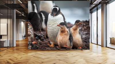 Mother penguin and her dirty babies walking on the land in Antarctica Wall mural